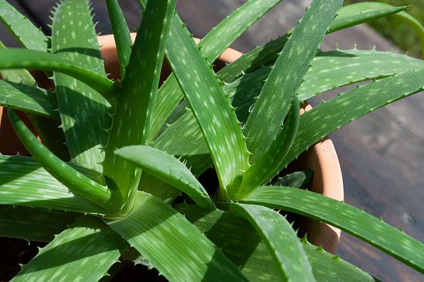 Aloe patří mezi sukulenty a pěstovat ji můžete doma v obýváku