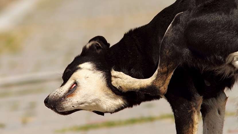Pes pokousaný blechou – zbytečně vystresované zvíře a bezradný chovatel
