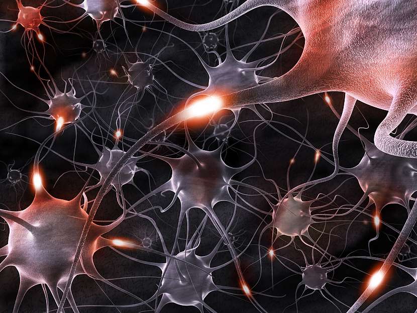 V mozgu je 50 až 100 miliárd neurónov
