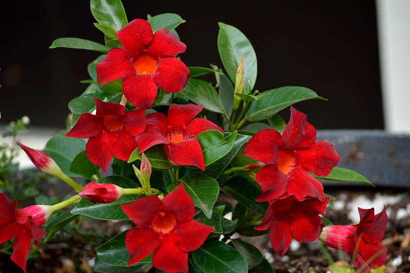Červené květy mandevilly