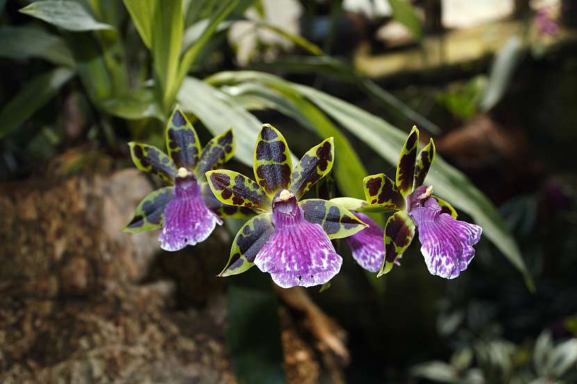 Krásné květy orchideje Zygopetalum