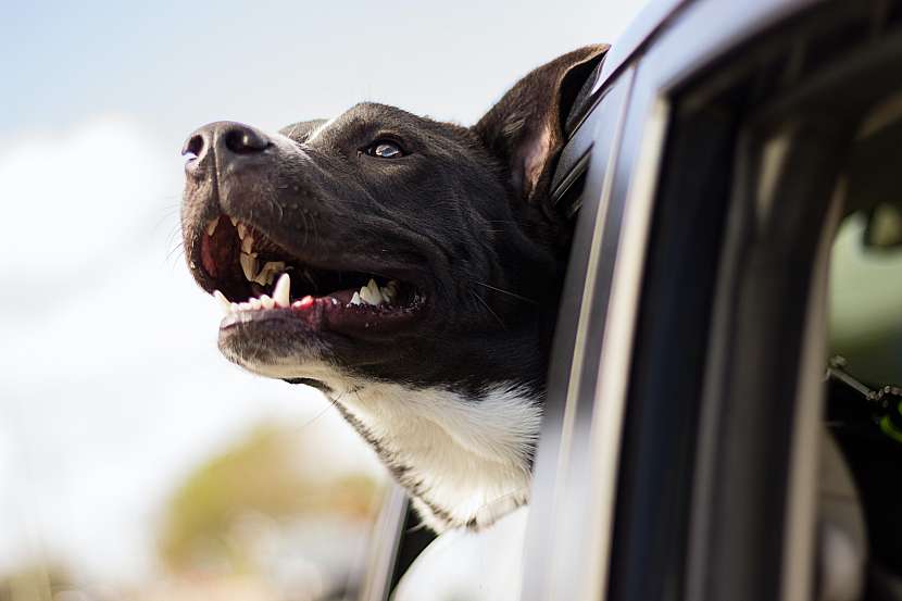 Cestování v autě se psem musí být bezpečné pro všechny