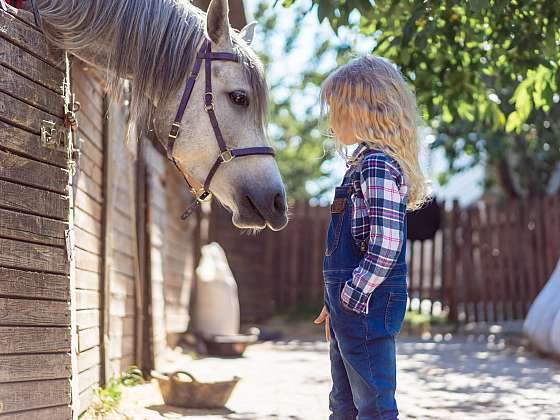 Koupi koně se musí dostatečně promyslet (Zdroj: Depositphotos (https://cz.depositphotos.com))