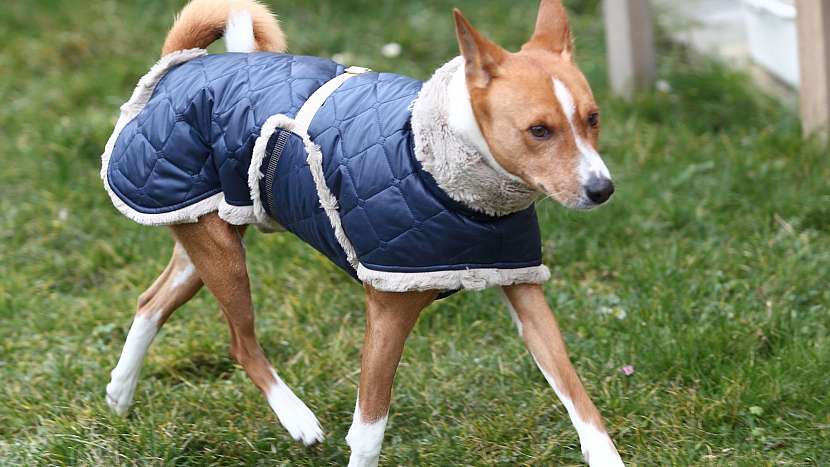 Pes basengi má rád teplo a oblečkem nepohrdne