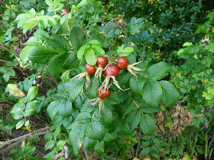 Růže šípková má šťavnaté plody