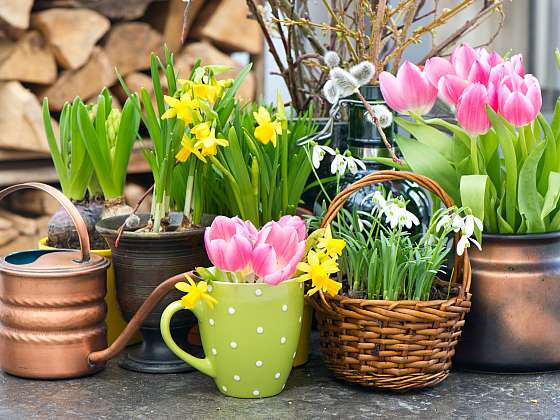 Cibuloviny v květináčích patří na jaře na každý stůl či okno (Zdroj: Depositphotos)