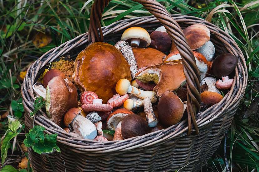 Letos naleznete houby dokonce i v Praze v parku