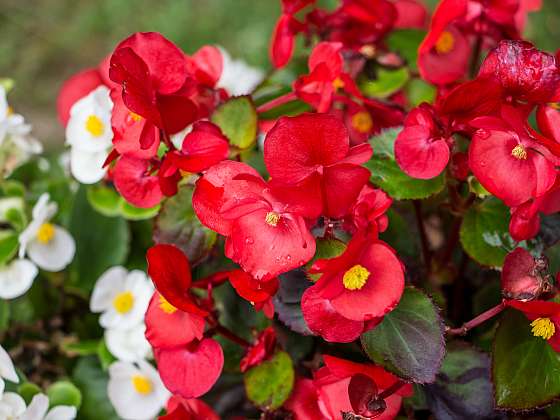 Begónie jsou květiny s bohatými pestrými květy (Zdroj: Depositphotos (https://cz.depositphotos.com))