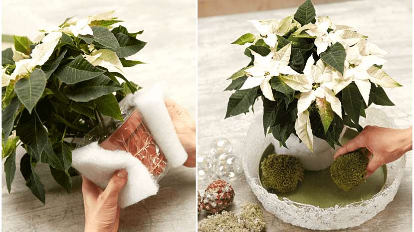 Bílá vánoční hvězda v ledové míse: květináč obalte vatelínem a dekoraci dokončete