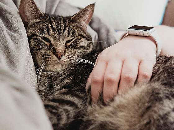 Pozor na kočičí rýmu, která může být pro kočky nebezpečná