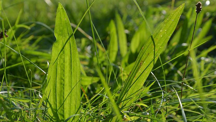 Jitrocel kopinatý (Plantago lanceolata)