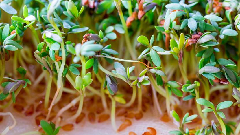 Řeřicha zahradní (Lepidium sativum): na první sklizeň se můžeme těšit už za 7 až 10 dní od výsevu