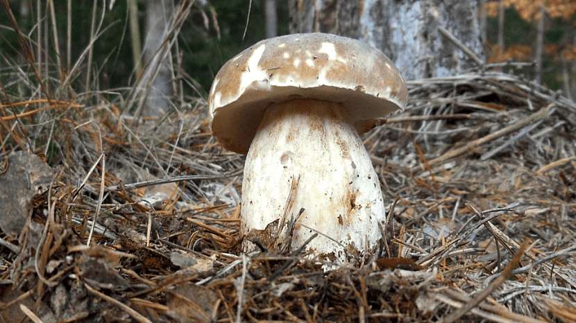 NEJ houby podzimu: hřib dubový (Boletus aestivalis)