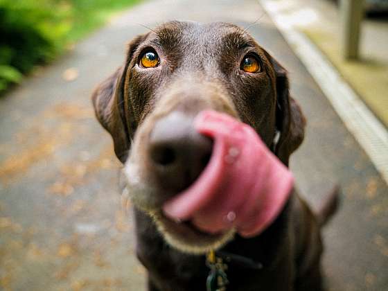 Některé potraviny vašemu psovi nedávejte, jsou pro něho nebezpečné (Zdroj: HECHT MOTORS s.r.o.)