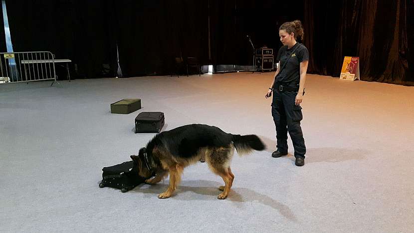 Služební psi jsou trénováni prostřednictvím pozitivní motivace např. k hledání kontrabandu.