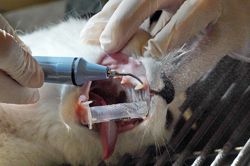 Odstranění zubního kamene u kočky