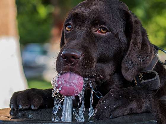 V horkém počasí potřebuje pejsek 3× více vody než v chladnu (Zdroj: Yoggies s.r.o.)