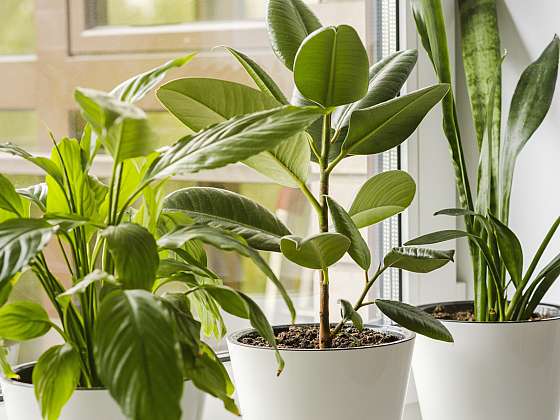 Letní škůdci ohrožují naše pokojové rostliny doma i při letnění