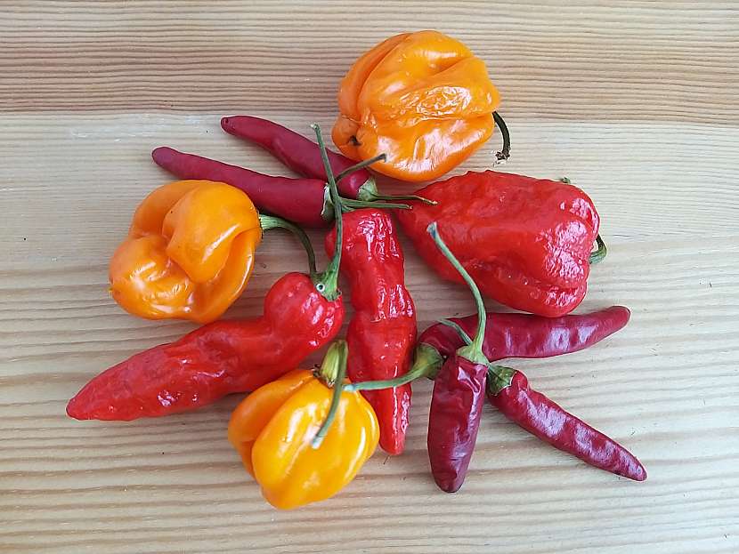Chilli papričky mají mnoho druhů, barev a tvarů 