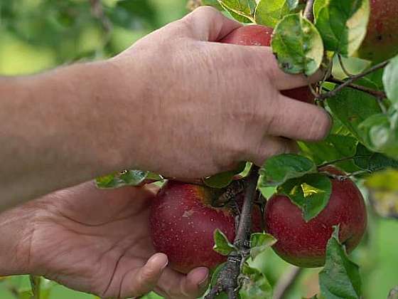 Sušená jablka patří k tradičním českým pochoutkám. Víte ale, že je můžete sušit i mrazem? 