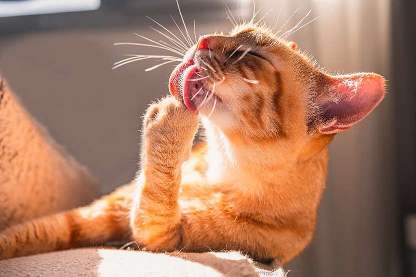 Šikovný nástroj pro udržování hebkého kožíšku pomáhá každé kočce s její hygienou