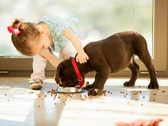 Dávejte dobrý pozor na to, jak krmíte svého psa (Zdroj: Depositphotos (https://cz.depositphotos.com))