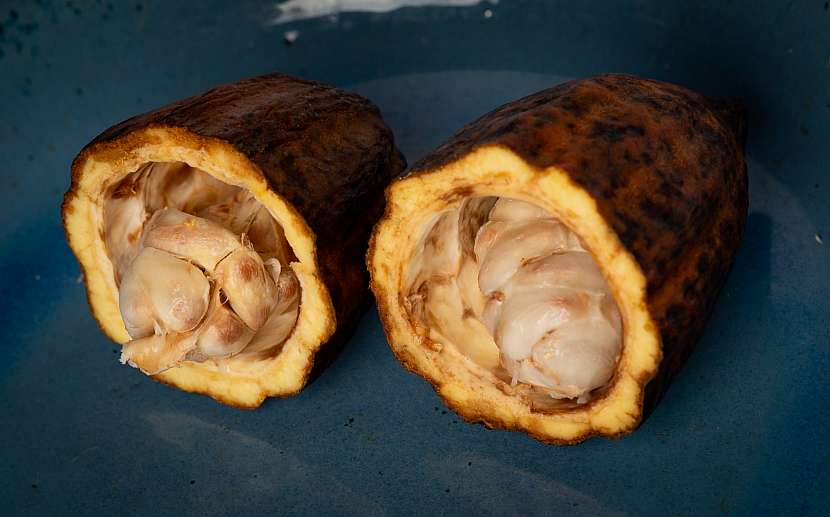 Kakaovník neboli ovoce bohů je plné vitaminů a antioxidantů, zralé plody jsou žlutohnědé