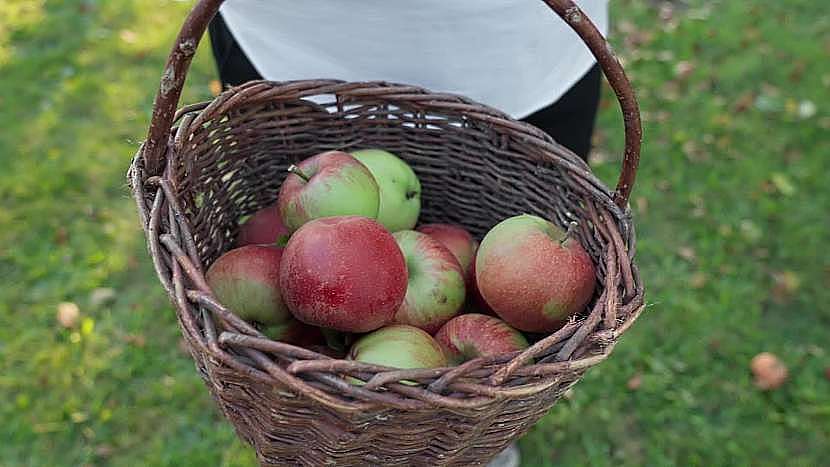 To, že jde o kvalitní česká jablka, je velká záruka úspěchu 