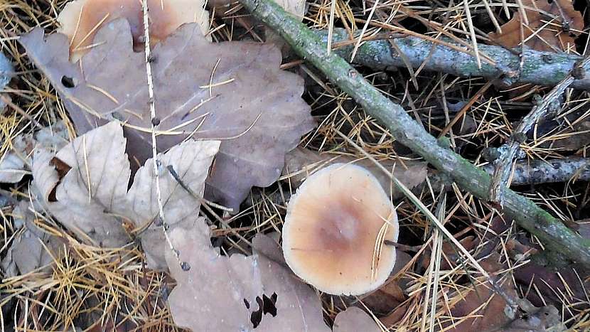 Adventní houby: penízovka máslová, resp. kuželovitá (Rhodocollybia butyracea),
