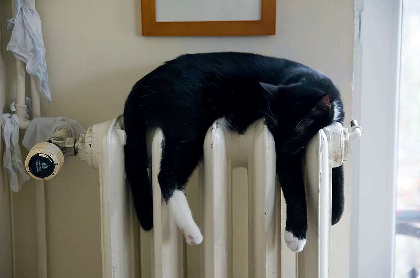 Pelíšek pro kočku: nepohodlí nevadí, hlavní je teplo