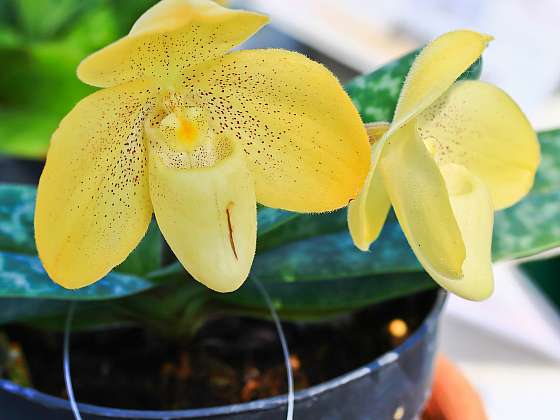 Vypěstujte si orchidej Lady Slipper, patří k těm nejkrásnějším (Zdroj: Depositphotos (https://cz.depositphotos.com))