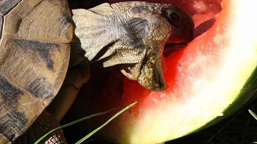 Želva si pochutná na okurce, cuketě nebo melounu