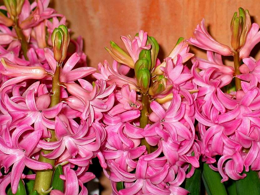 Voňavé růžové hyacinty
