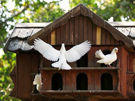 Chov holubů není složitý a může se stát vaším koníčkem (Zdroj: Depositphotos (https://cz.depositphotos.com))