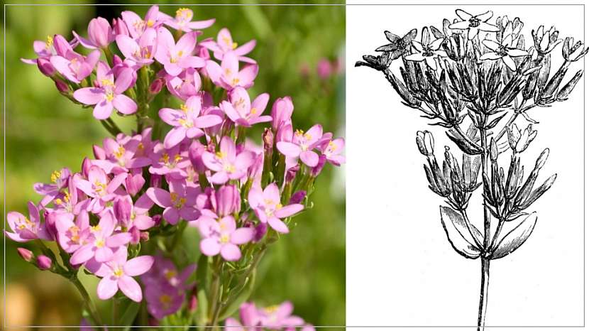 Zeměžluč okolíkatá (Centaurium erythraea) kvete do září květy starorůžové barvy, které tvoří okolíky
