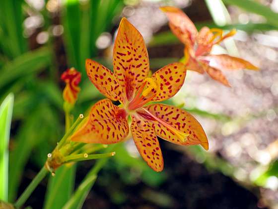 Angínovník je krásná rostlina, která může být i zdraví prospěsná (Zdroj: Depositphotos)