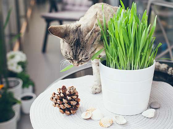 Každá kočka může preferovat jiný druh byliny
