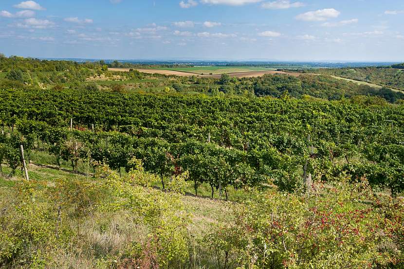 Město pod hradbou Pálavy – Mikulov