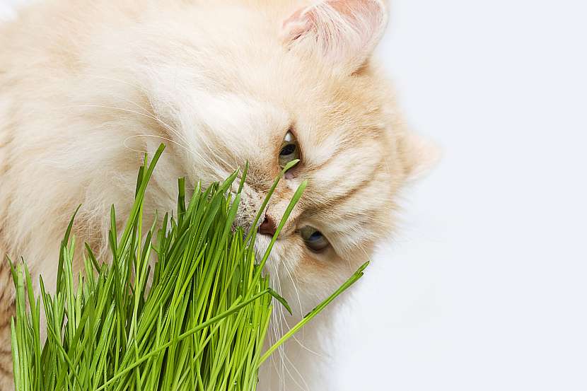 Dobrým řešením může být i pořízení kočičí trávy, kočka bude chodit na trávu a na ostatní pokojové rostliny jednoduše zapomene
