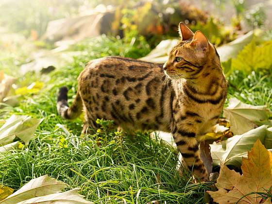 Bengálská kočka je malá a vzácná napodobenina divoké šelmy (Zdroj: Depositphotos)
