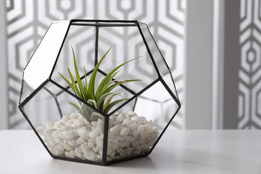 Tilandsie žije ze vzdušné vlhkosti a vytvoříte z ní zajímavou dekoraci ve skle doplněnou drobnými kamínky