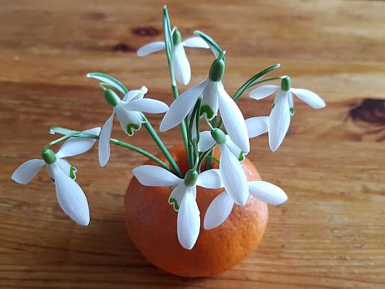 Velikonoční výzdobu oživí jarní vázička z citrusové kůry se sněženkami (Zdroj: Jana Hanšpachová)