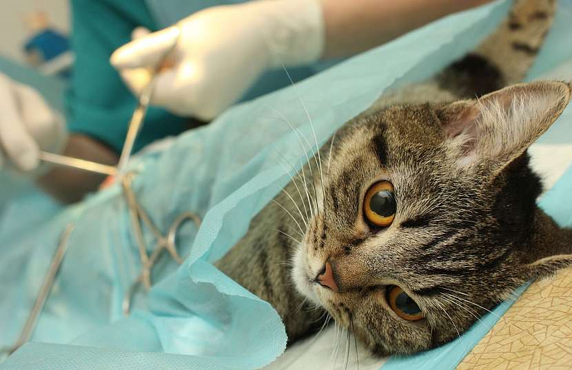 Operace kočky