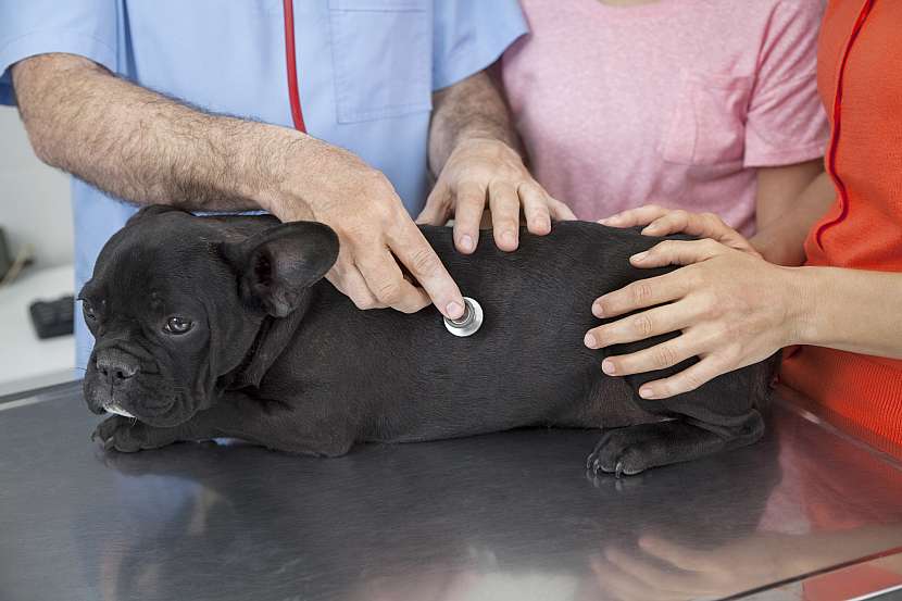 Nechte své štěně prohlédnout u veterináře