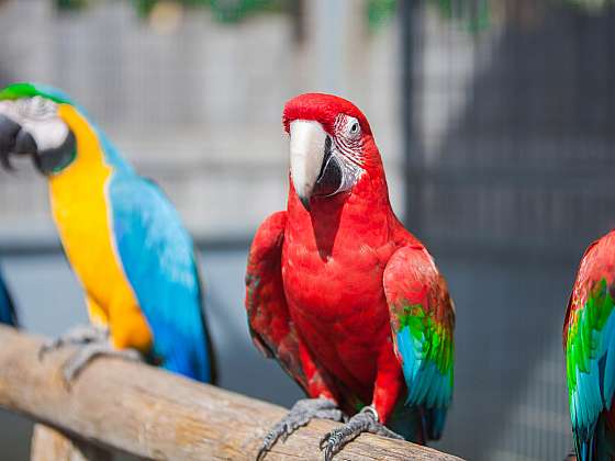 Krmení papoušků musí mít jistá pravidla (Zdroj: Depositphotos (https://cz.depositphotos.com))