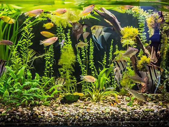 Vícedruhové akvárium je do bytu nejvhodnější (Zdroj: Depositphotos)