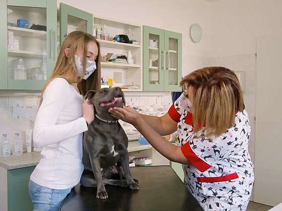 Alergie u psa je stále častější problém (Zdroj: Prima DOMA MEDIA, s.r.o.)