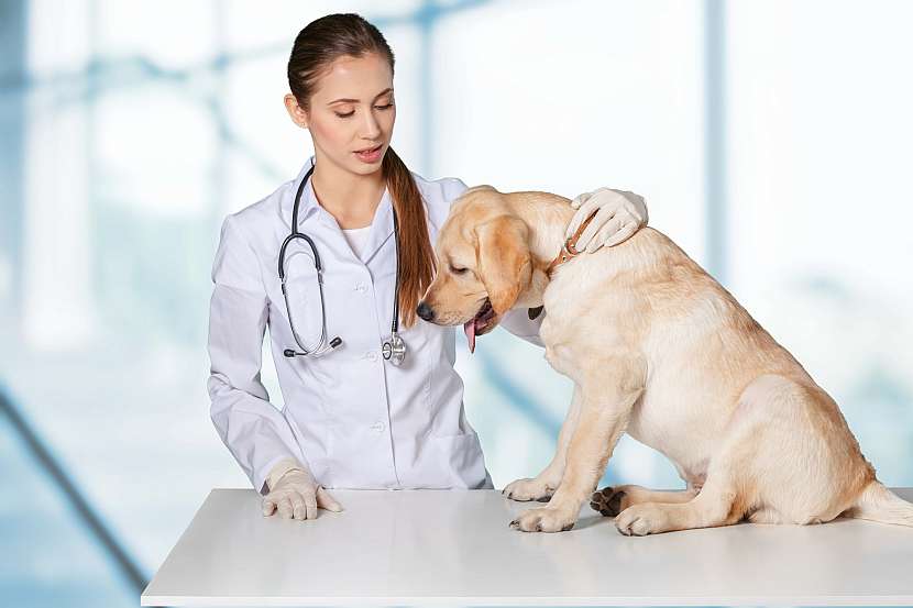 Pes u veterináře