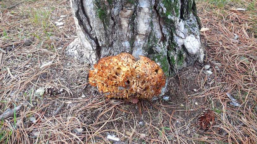 Kotrč kadeřavý (Sparassis crispa) je houba zvláštně vyhlížející, ovšem velmi dobrá. V Německu se jí říká Fette Henne, tedy tučná slepice