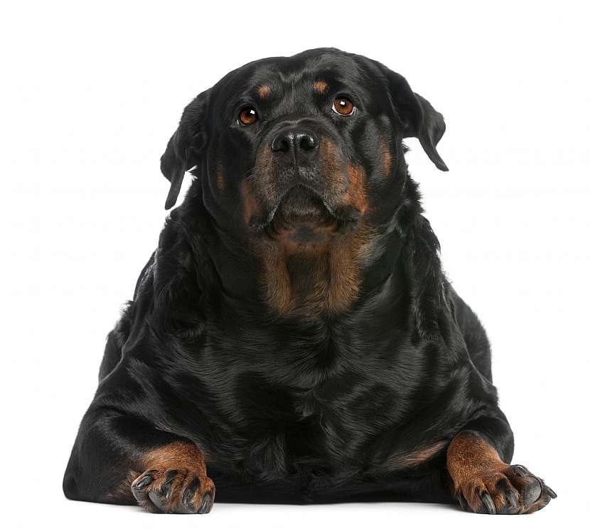 Obézní pes